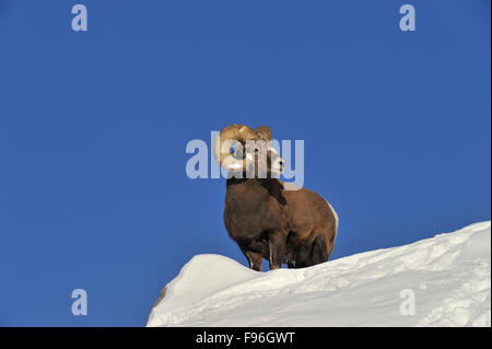 Un bighorm ram, Orvis canadensis, sulla sommità di una coperta di neve ridge guardando oltre i suoi dintorni ai piedi delle colline di rocky Foto Stock