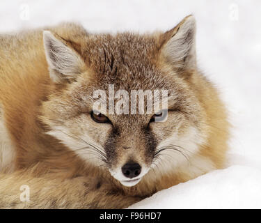 Una rapida volpe (Vulpes vulpes velox) appoggiato sulla neve a Saskatoon Foto Stock