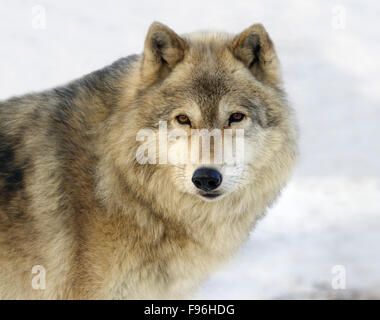 Lupo (Canis lupus) in Saskatoon, Saskatchewan Foto Stock