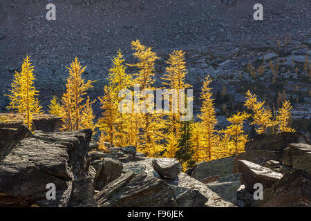 Larice alpino ( Larix lyallii) in Autunno a colori al lago O'Hara nel Parco Nazionale di Yoho, British Columbia, Canada. Foto Stock