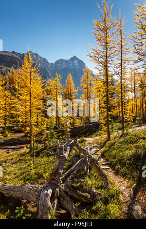 Larice alpino ( Larix lyallii) in Autunno a colori al lago O'Hara nel Parco Nazionale di Yoho, British Columbia, Canada. Foto Stock