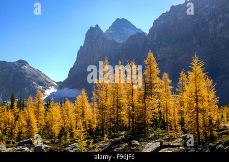 Larice alpino ( Larix lyallii) visualizzare la loro caduta di colore a lago O'Hara nel Parco Nazionale di Yoho, British Columbia, Canada. Foto Stock