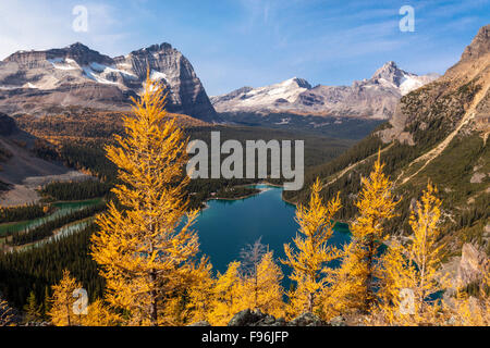 Larice alpino ( Larix lyallii) visualizzare la loro caduta colore che si affaccia sul lago O'Hara nel Parco Nazionale di Yoho, British Columbia, Canada. Foto Stock