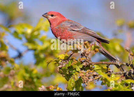 Pino maschio Grosbeak (Pinicola enucleator) a Mount Douglas Park Foto Stock