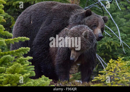 Gli orsi grizzly (Ursus arctos horribilus) maschio e femmina, Montagne Rocciose Canadesi Foto Stock