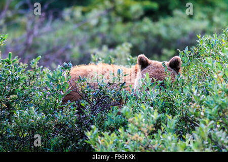 Orso grizzly (Ursus arctos horribilus) il peering da dietro il salice, Montagne Rocciose Canadesi Foto Stock