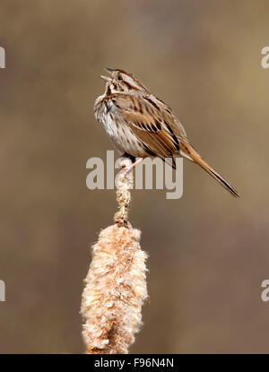 Una canzone Sparrow, Melospiza melodia, canta da tifa, in Saskatoon, Saskatchewan Foto Stock