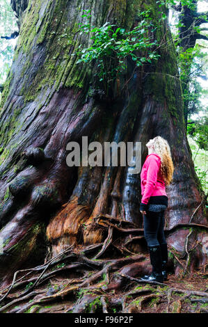Una giovane donna che guarda verso l'alto dalla base di una crescita vecchio albero di cedro su Meares isola vicino a Tofino, British Columbia. Foto Stock
