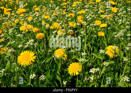 Tarassaco e margherite in un campo erboso, Rocamadour, lotto Reparto, Aquitaine, Francia Foto Stock