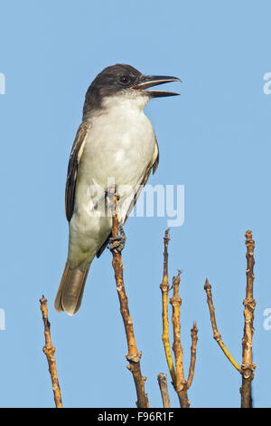 Kingbird gigante (Tyrannus cubensis) appollaiato su un ramo in Cuba. Foto Stock