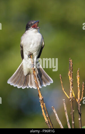 Kingbird gigante (Tyrannus cubensis) appollaiato su un ramo in Cuba. Foto Stock