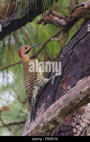 Lo sfarfallio del nord (Colaptes auratus) appollaiato su un ramo in Cuba. Foto Stock