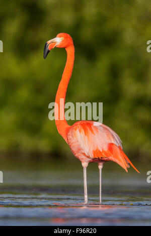 American flamingo (Phoenicopterus ruber) alimentazione in una laguna a Cuba. Foto Stock