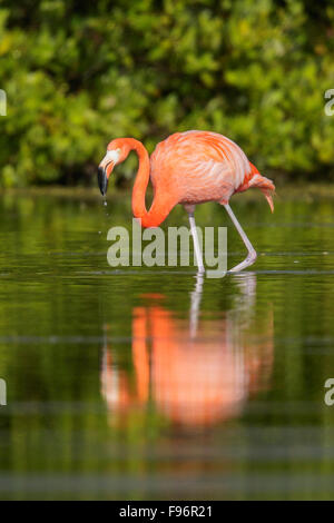 American flamingo (Phoenicopterus ruber) alimentazione in una laguna a Cuba. Foto Stock