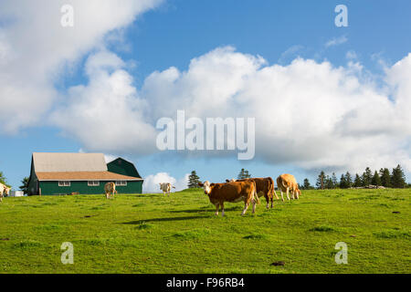 Bovini, North Wiltshire, Prince Edward Island, Canada Foto Stock