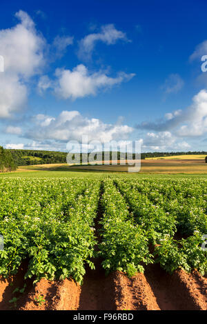 Campo Potatoe in Bloom, North Wiltshire, Prince Edward Island, Canada Foto Stock