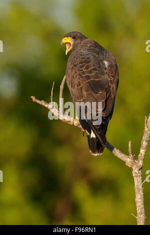 Cuban Black Hawk (Buteogallus gundlachii) appollaiato su un ramo in Cuba. Foto Stock