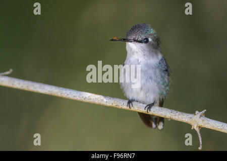 Bee Hummingbird (Mellisuga helenae) appollaiato su un ramo in Cuba. Foto Stock