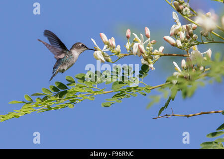 Bee Hummingbird (Mellisuga helenae) alimentando ad un fiore in Cuba. Foto Stock