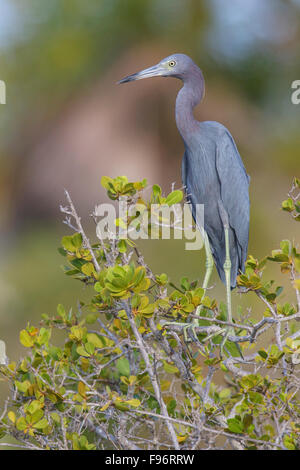 Piccolo airone cenerino (Egretta caerulea) appollaiato su un ramo in Cuba. Foto Stock
