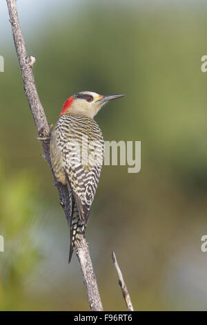 West Indian picchio rosso maggiore (Melanerpes superciliaris) appollaiato su un ramo in Cuba. Foto Stock