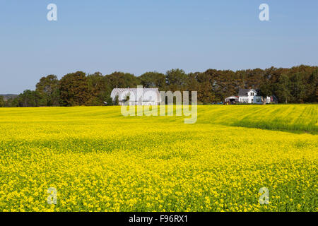 Azienda agricola e mostarda marrone campo in Bloom, Crapaud, Prince Edward Island, Canada Foto Stock