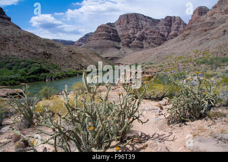 California barrel cactus, Ferocactus cylindraceus, il Fiume Colorado e il Grand Canyon, Arizona, Stati Uniti Foto Stock