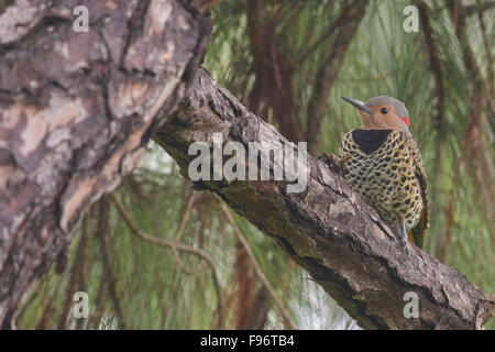 Lo sfarfallio del nord (Colaptes auratus) appollaiato su un ramo in Cuba. Foto Stock