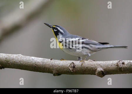 Yellowthroated trillo (Setophaga dominica) appollaiato su un ramo in Cuba. Foto Stock