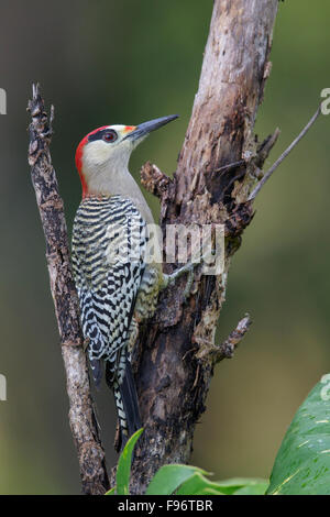 West Indian picchio rosso maggiore (Melanerpes superciliaris) appollaiato su un ramo in Cuba. Foto Stock