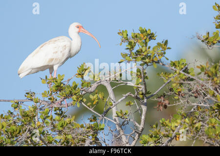 Bianco (Ibis Eudocimus albus) appollaiato su un ramo in Cuba. Foto Stock