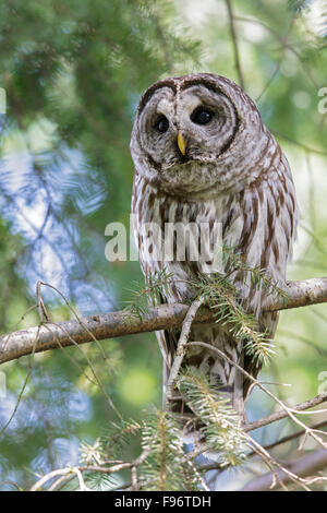 Bloccate Allocco (Strix varia) appollaiato su un ramo in Victoria, BC, Canada. Foto Stock