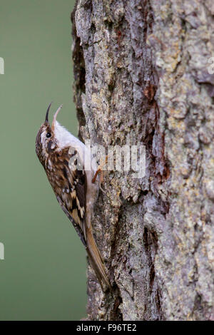 Brown superriduttore (Certhia americana) appollaiato su un ramo in Victoria, BC, Canada. Foto Stock