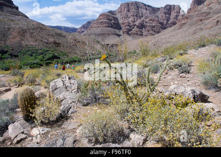 California barrel cactus, Ferocactus cylindraceus, il Fiume Colorado e il Grand Canyon, Arizona, Stati Uniti Foto Stock