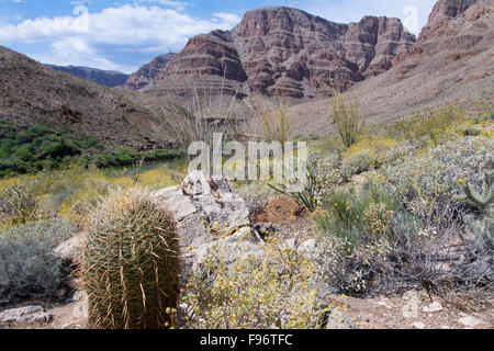 California barrel cactus, Ferocactus cylindraceus, il Fiume Colorado e il Grand Canyon, Arizona, Stati Uniti Foto Stock