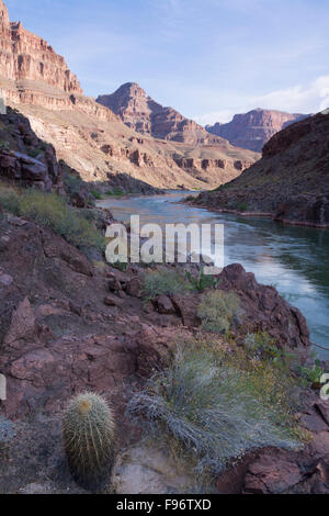 California barrel cactus, Ferocactus cylindraceus, il Fiume Colorado e il Grand Canyon, Arizona, Stati Uniti Foto Stock