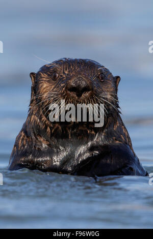 Sea Otter (Enhydra lutris) offshore del Seward, Alaska. Foto Stock