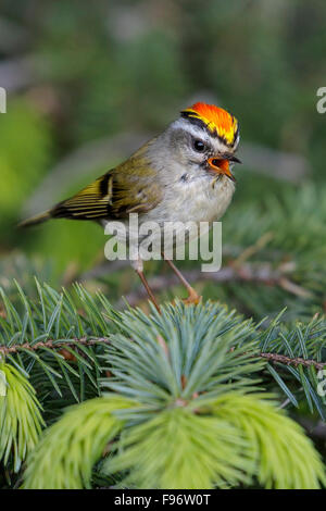 Goldencrowned Kinglet (Regulus satrapa) appollaiato su un ramo in Seward, Alaska. Foto Stock