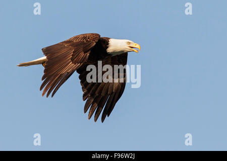 Aquila calva (Haliaeetus leucocephalus) battenti in Seward, Alaska. Foto Stock