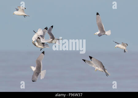 Blacklegged Kittiwake (Rissa tridactyla) alimentazione nell'oceano vicino a Nome, Alaska. Foto Stock