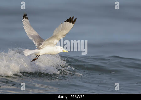 Blacklegged Kittiwake (Rissa tridactyla) alimentazione nell'oceano vicino a Nome, Alaska. Foto Stock