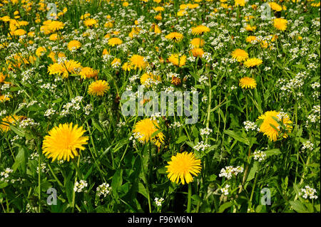Tarassaco e margherite in un campo erboso, Rocamadour, lotto Reparto, Aquitaine, Francia Foto Stock