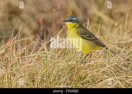 Orientale Wagtail giallo (Motacilla tschutschensis) appollaiato sulla tundra in Nome, Alaska. Foto Stock