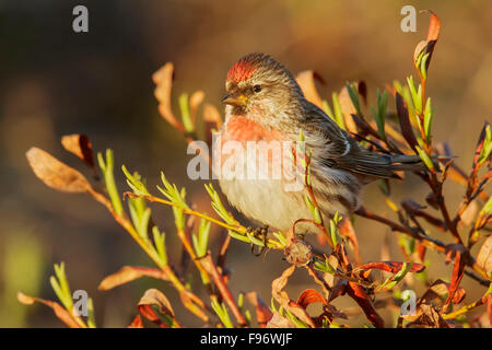 Comune (Redpoll Carduelis flammea) appollaiato su un ramo in Nome, Alaska. Foto Stock