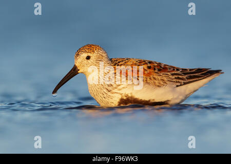 Dunlin (Calidris alpina) alimentazione lungo un fiume nel nome, Alaska. Foto Stock