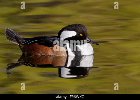 Hooded Merganser (Lophodytes cucullatus) nuotare in un stagno di Victoria, BC, Canada. Foto Stock