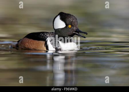 Hooded Merganser (Lophodytes cucullatus) nuotare in un stagno di Victoria, BC, Canada. Foto Stock