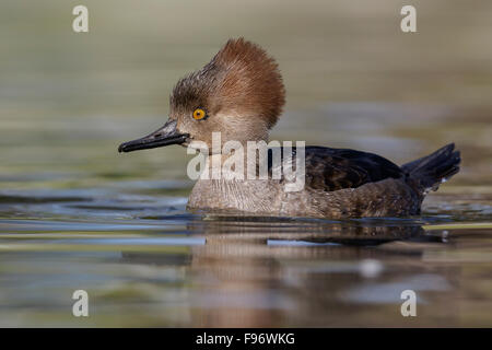 Hooded Merganser (Lophodytes cucullatus) nuotare in un stagno di Victoria, BC, Canada. Foto Stock