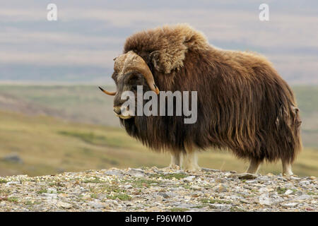 Muskox (Ovibos moschatus) sulla tundra in Nome, Alaska. Foto Stock