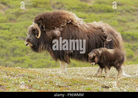 Muskox (Ovibos moschatus) sulla tundra in Nome, Alaska. Foto Stock